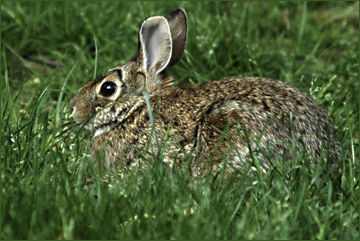 Neighborhood rabbit