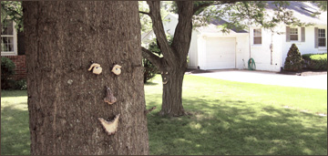 tree face