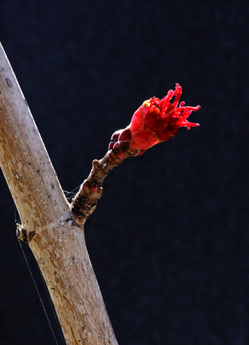 leaf bud