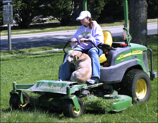 dog on mower