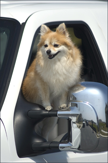 dog in window