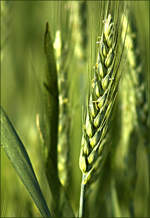 wheat