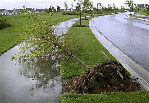 knocked down tree