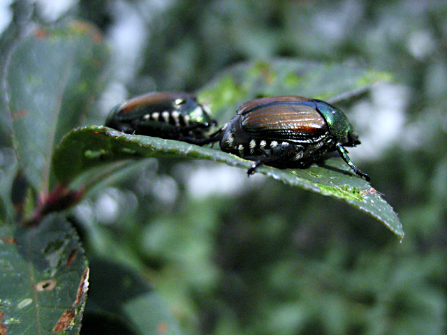 Japanese beetles