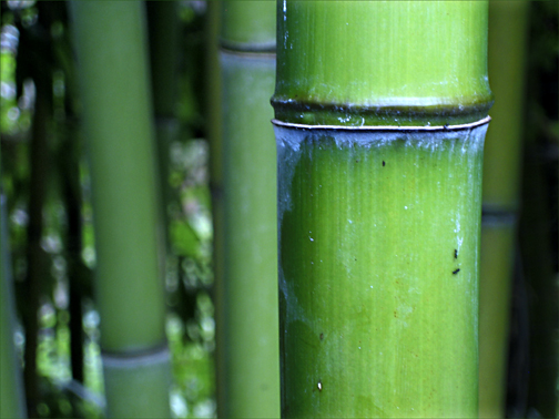 bamboo trees