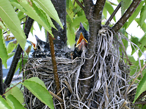 Baby birds