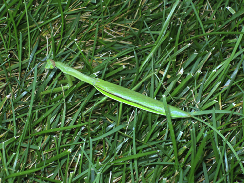 Praying mantis seen in my Bridgeville DE yard