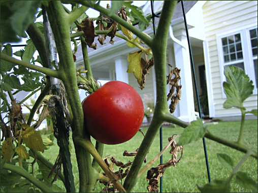 tomato