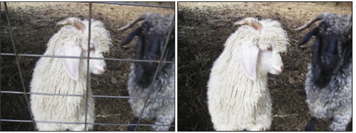 goats used for wool. Photo by E.W. Faircloth