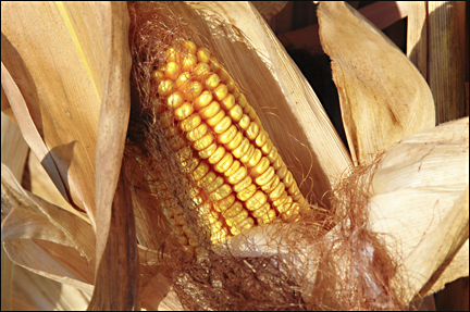 An ear of corn. Photo by E.W. Faircloth