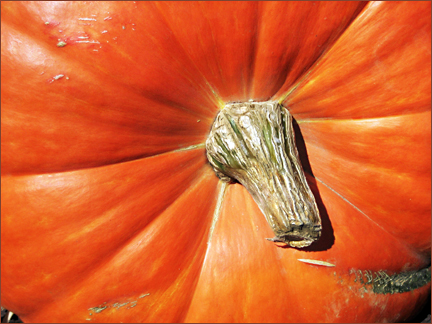 close-up of a pumpkin used as fall decorations at Heritage Shores in Bridgeville DE.  Photo by E.W. Faircloth