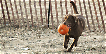 Dog retrieves a pumpkin at Pumpkin Chunking in Bridgeville DE.  Photo by E.W. Faircloth