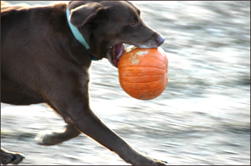 Dog retrieves a pumpkin at Pumpkin Chunking in Bridgeville DE.  Photo by E.W. Faircloth