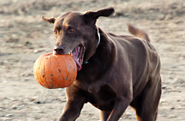 Dog retrieves a pumpkin at Pumpkin Chunking in Bridgeville DE.  Photo by E.W. Faircloth