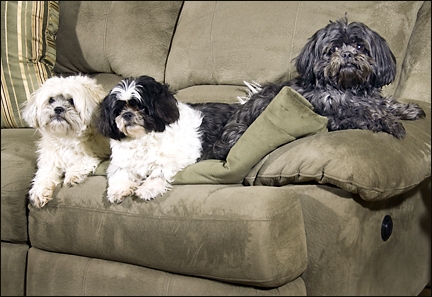 Babe, Paris and Mugsy.  Photo by E.W. Faircloth