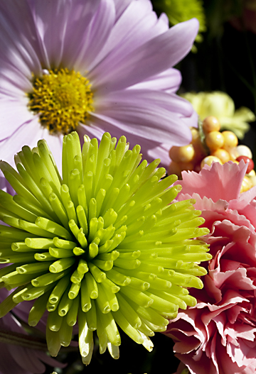 Flowers. Photo by E.W. Faircloth