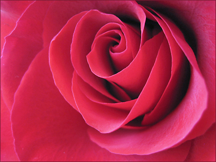 red rose. Photo by E.W. Faircloth