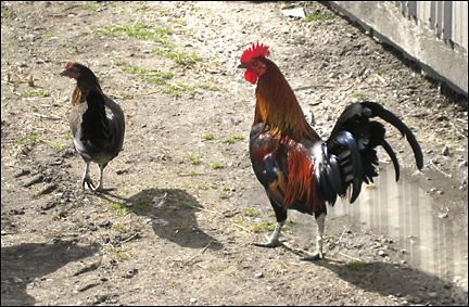 Rooster chicken.  Photo by E.W. Faircloth