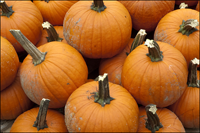 Pumpkin