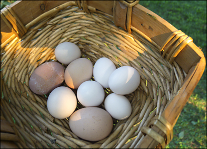eggs