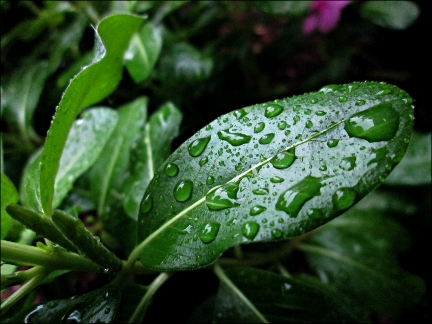 wet leaf