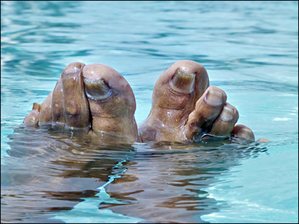 feet in pool